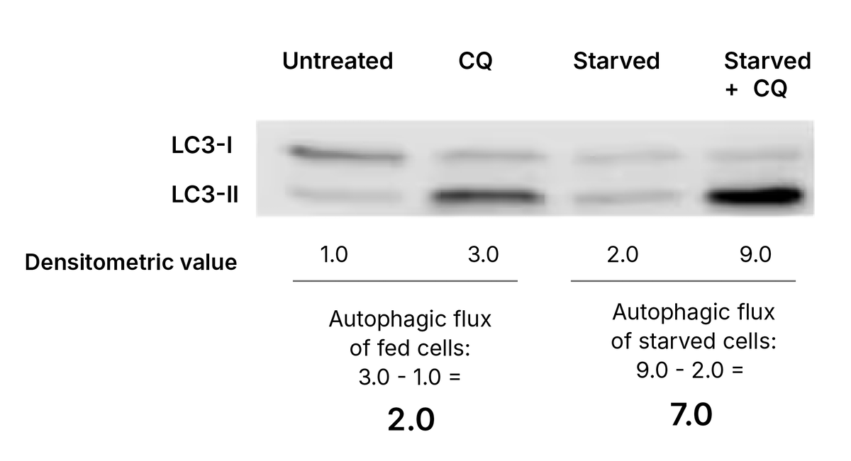 Autophagic flux assay in starved cells with a western blot of LC3