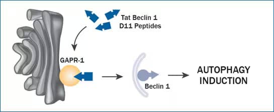 GAPR-1/GLIPR2 is a negative regulator of autophagy and binds Beclin 1 to inhibit autophagy.