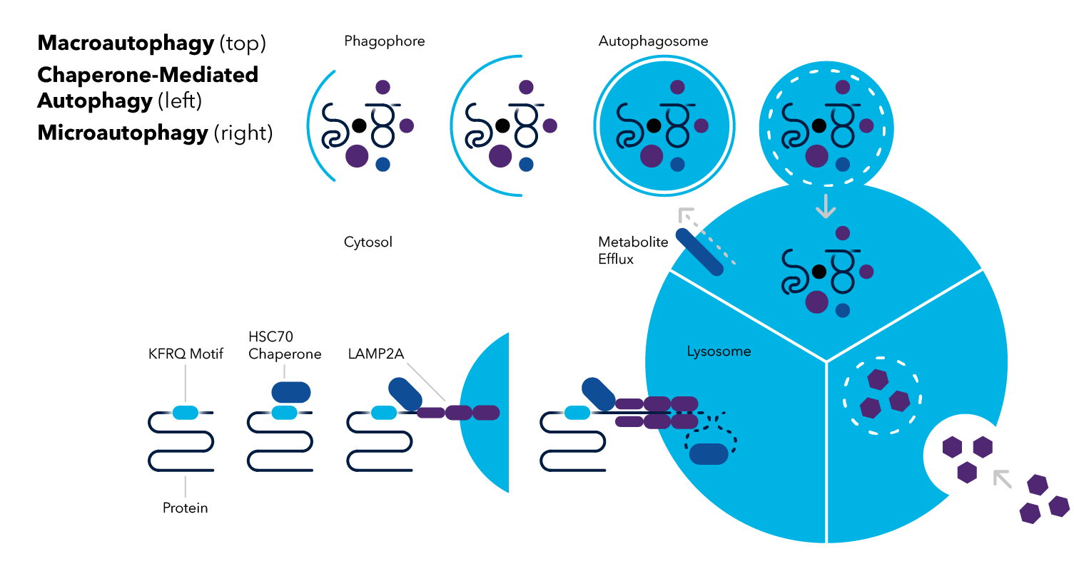 Macroautophagy, Microautophagy, Chaperone-Mediated Atuophagy Diagram