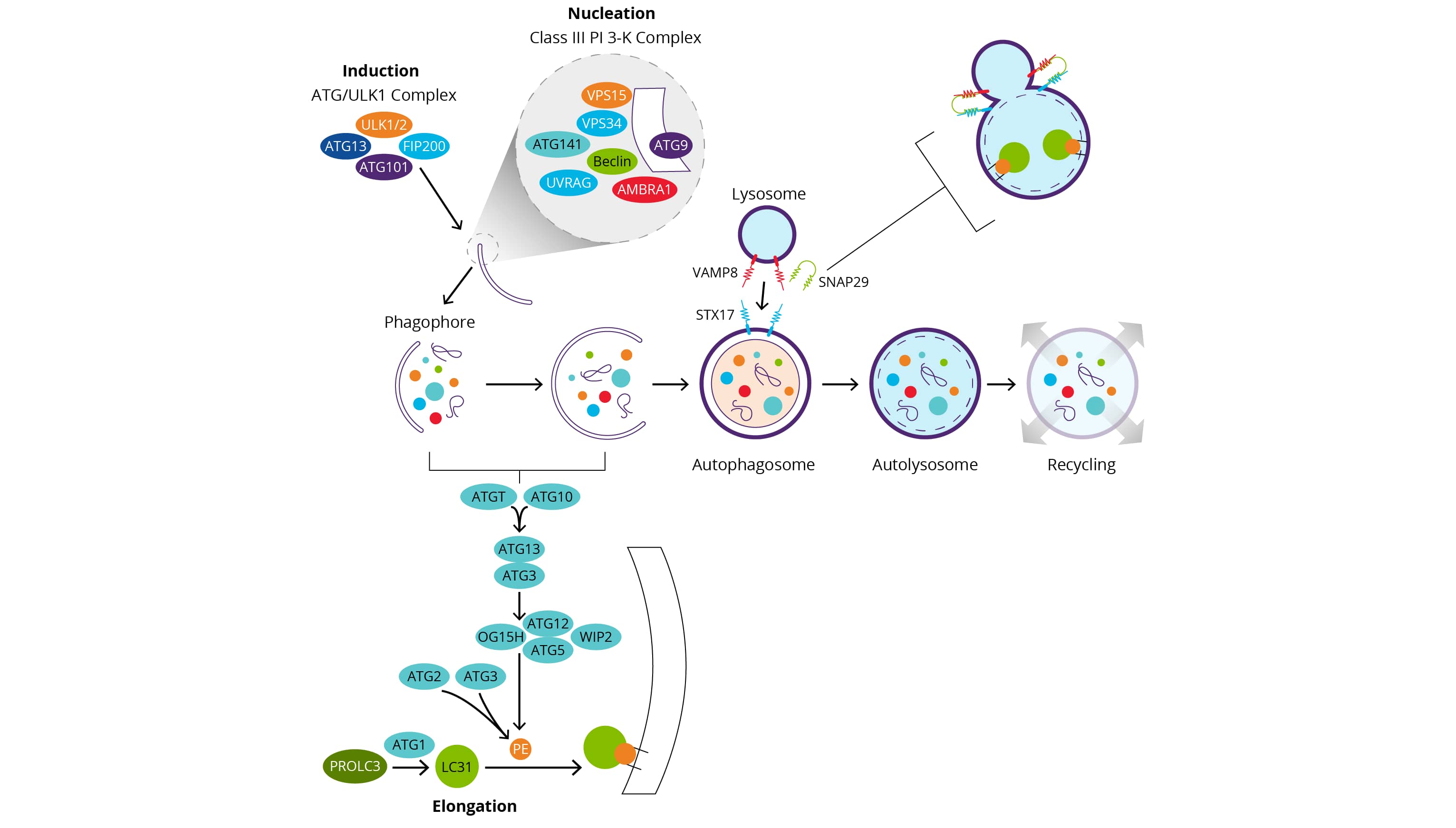 Autophagy Interactive Pathway