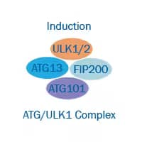 Autophagy Induction