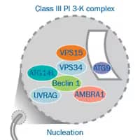 Autophagy Nucleation, Phagophore Formation