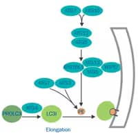 Autophagy Elongation, Autophagosome Formation