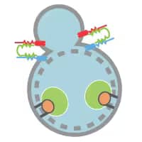 Autophagy Fusion and Degradation