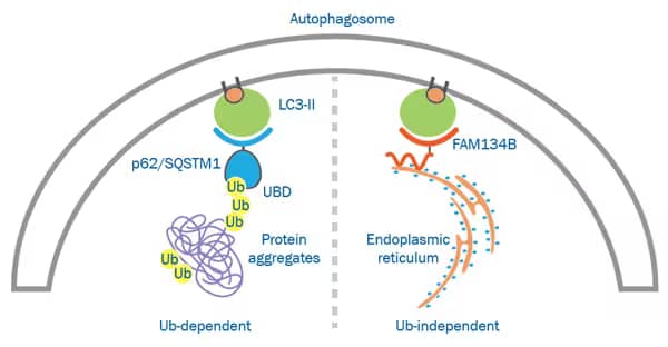 Selective Autophagy Receptors