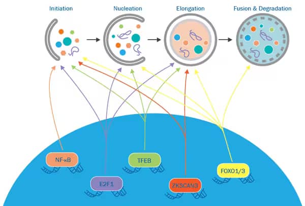 Transcriptional Regulation