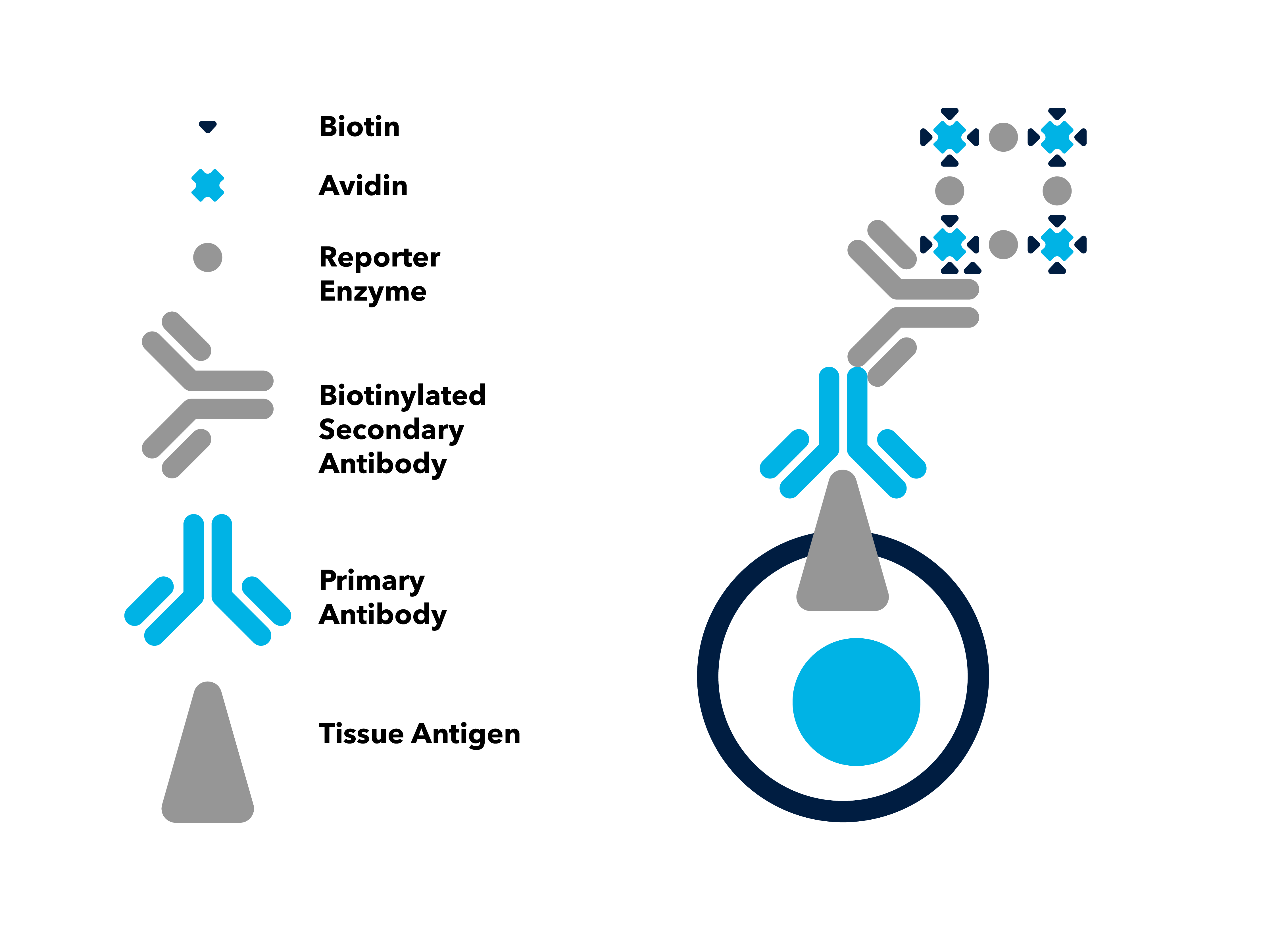 Avidin Biotin Complex Method