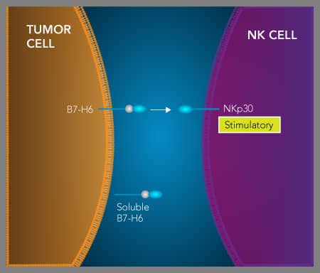 Binding of B7-H6 to the NK cell activating receptor, NKp30, induces NK cell cytotoxicity, promoting anti-tumor immunity.