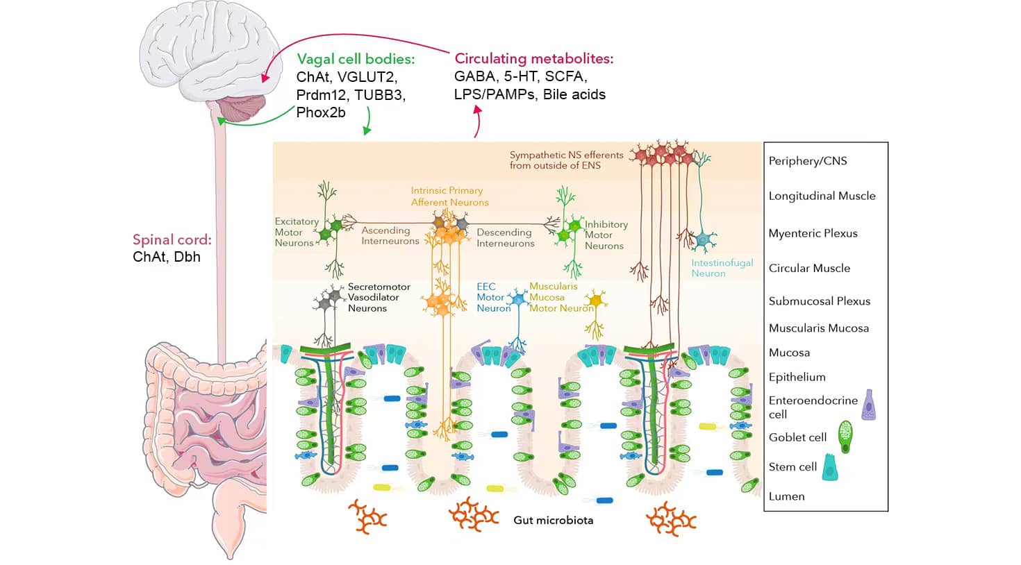 Schematic showing the key players of the ENS with the neuronal connections innervating the intestinal layers, the metabolites that are circulated to the CNS, and the proteins expressed by the vagus nerve and spinal cord.