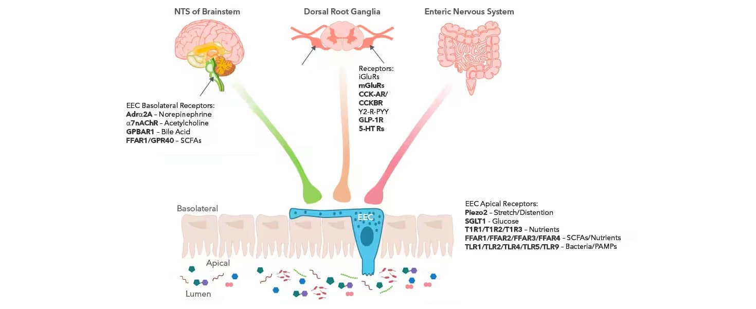 Schematic highlighting the various receptors of enteroendocrine cells and the central nervous system that facilitate gut-to-brain signaling.