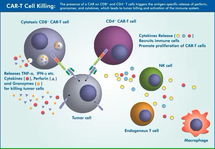 CAR-T Cell Killing image