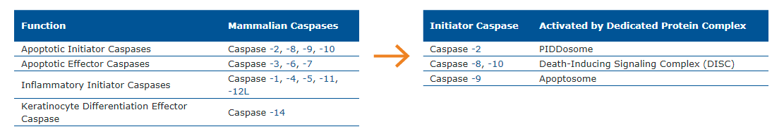 initiator and effector caspases