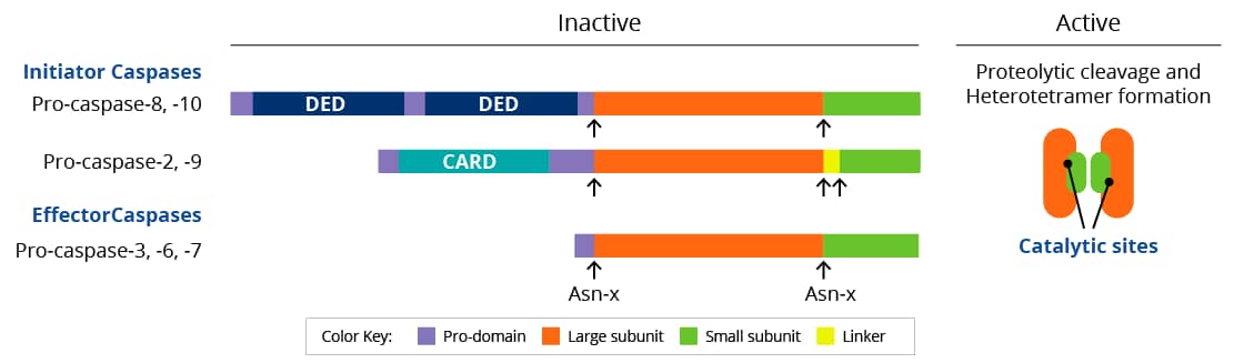 initiator and effector caspases