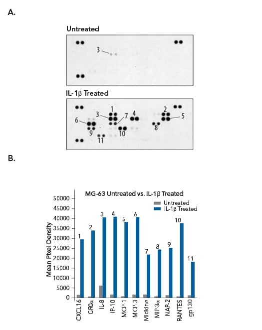 Chemokine detection in cell culture supernates from untreated and IL-1beta-treated human osteosarcoma cells 