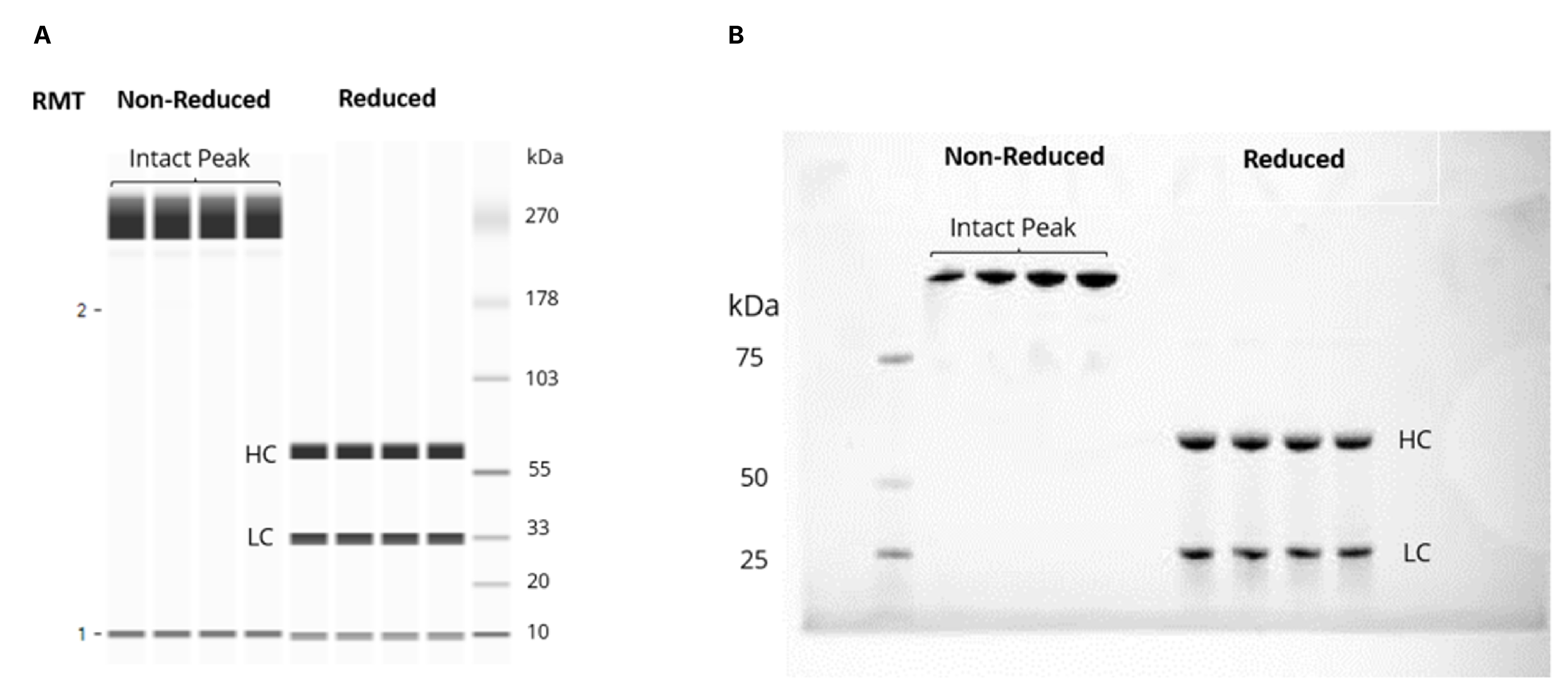 Lane analysis of the size profiles of Belimumab
