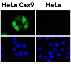 Controls for ICC/IF Experiments HeLa Cas9