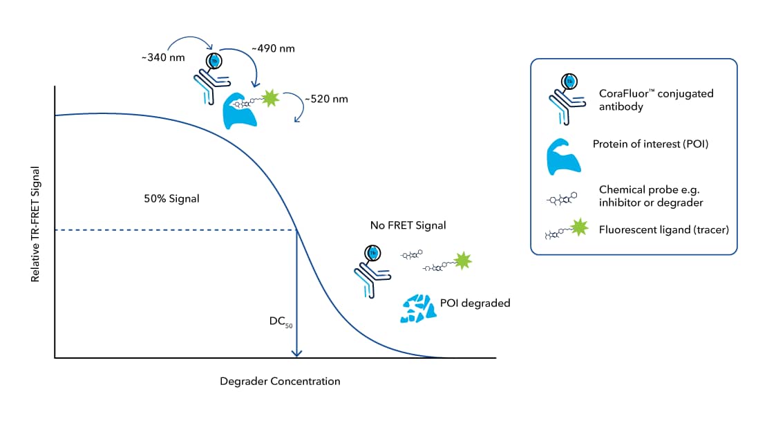 CoraFluor TR-FRET protein degradation quantification assay