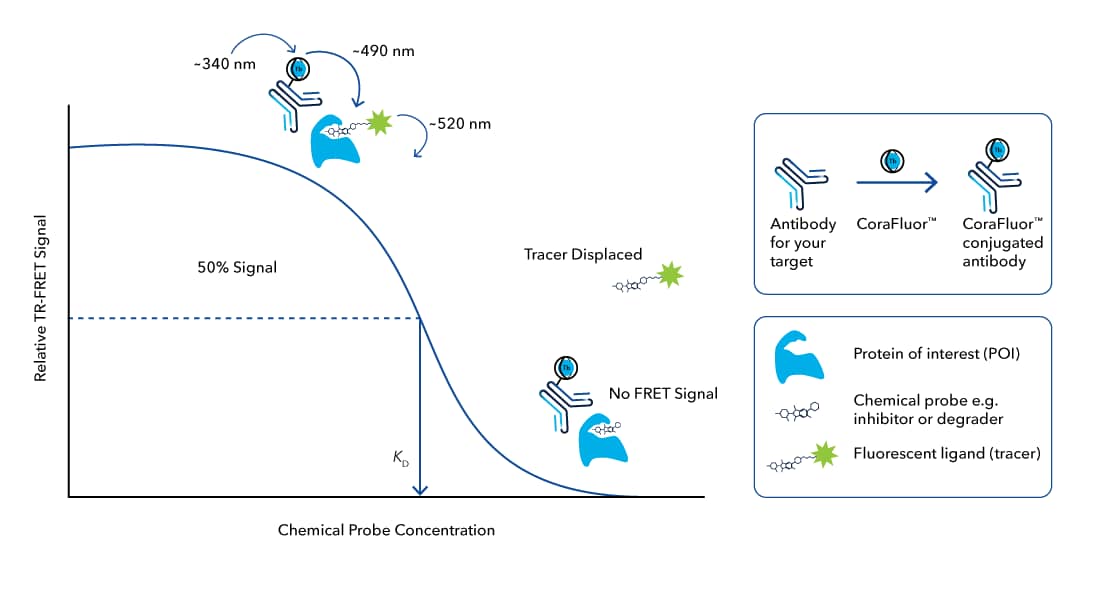 CoraFluor TR-FRET target engagement assay