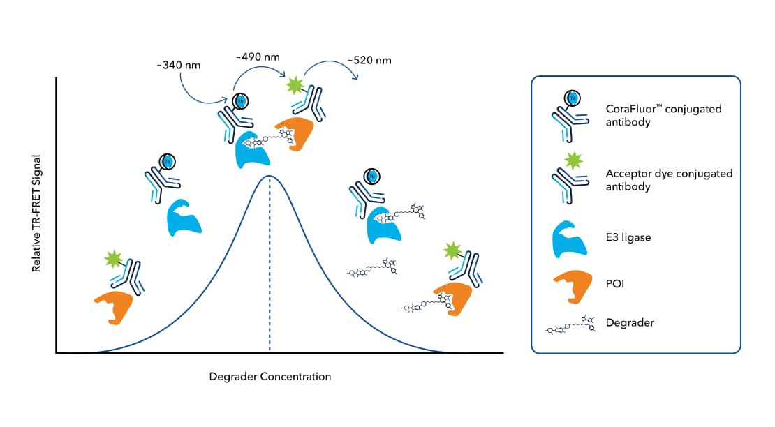 CoraFluor TR-FRET ternary complex assay