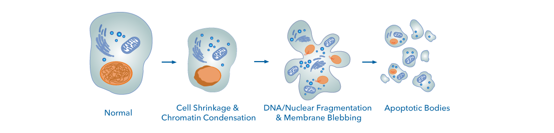 Cytology of Apoptosis