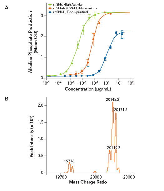 A. Assessment of the activity of HEK293-purified High Activity Recombinant Human Shh compared with E.coli-purified Shh proteins B. LC/ESI-MS analysis of HEK293-purified High Activity Recombinant Human Shh identifies cholesterol and fatty acid modification