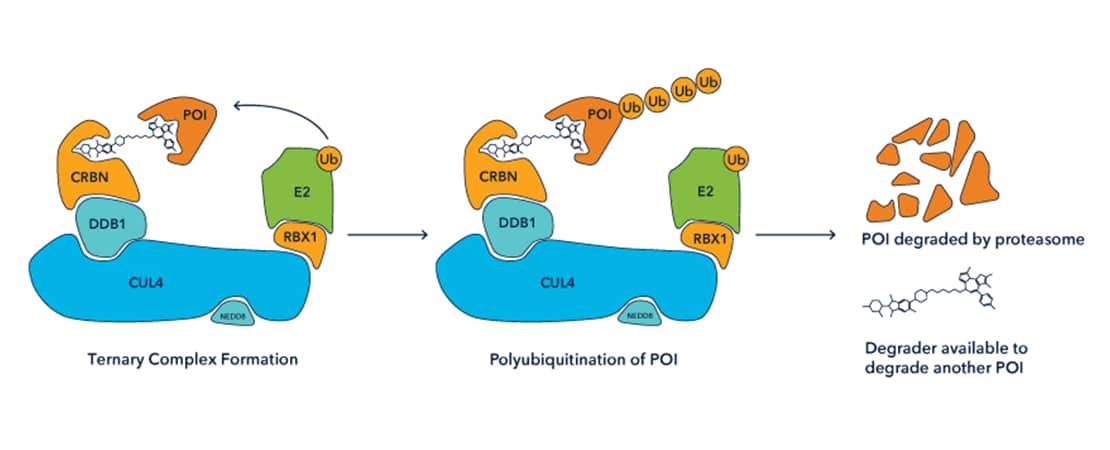 Schematic of Catalytic Mode of Action of Degrader Molecules