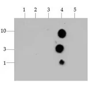 H3K4m3 antibody specificity, dot blot