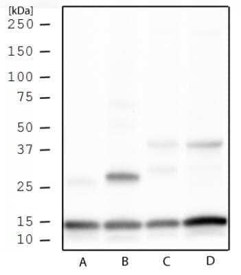 Western blot analysis of Histone H3 K4me3 