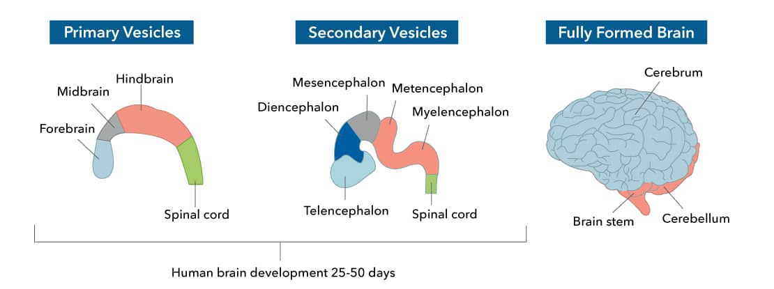 Illustration of human brain development 