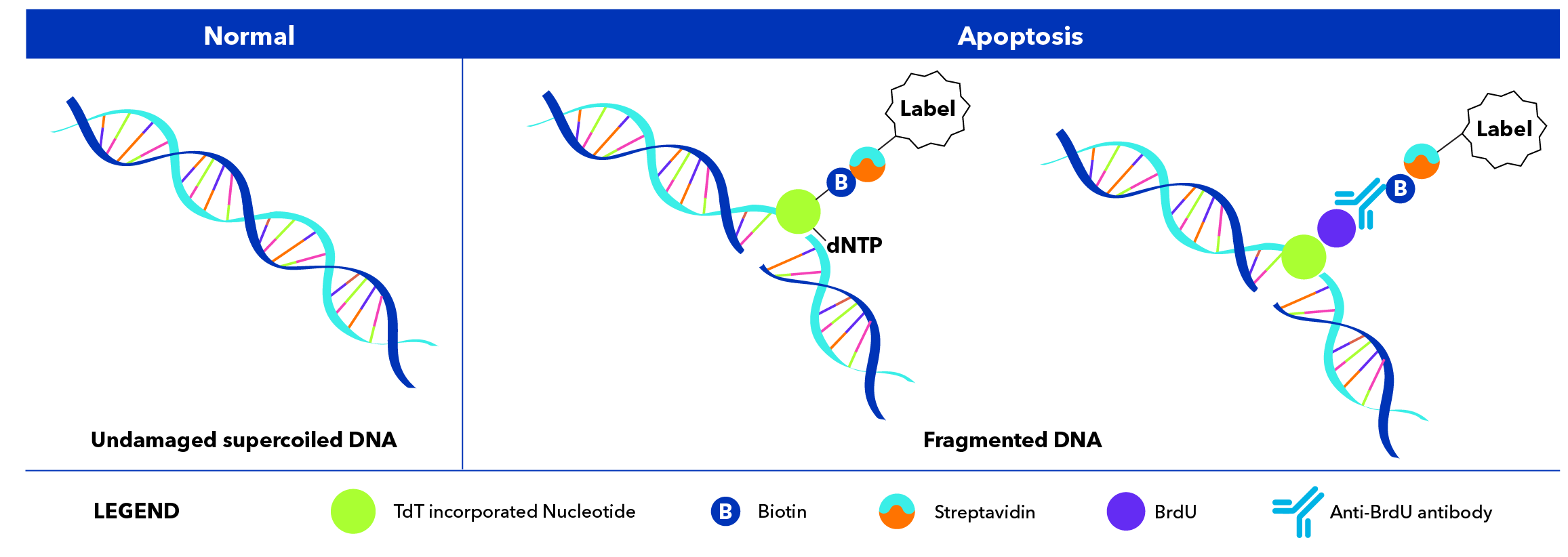 Principle and Variations of the TUNEL Assay