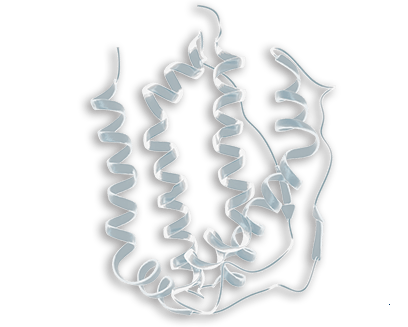 Protein Ribbon
