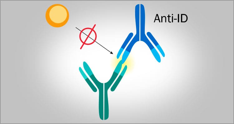 Anti-Idiotype Antibodies
