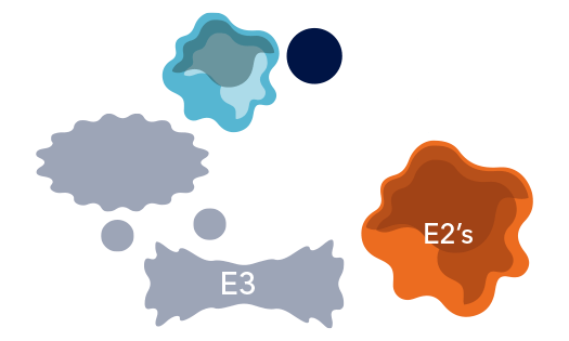 E3 Ligase complex with ubiquitylation of a protein substrate