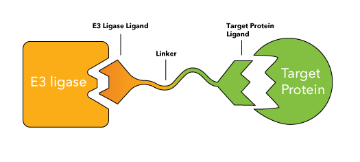 A target protein is brought into proximity of an E3 ligase via an active Degrader. The Degrader comprises binding moieties for an E3 ligase and a target protein joined by a linker.   