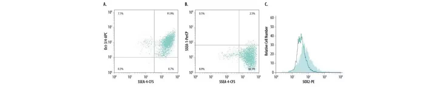 BG01V human embryonic stem cells were analyzed for expression of pluripotent markers including SSEA-1, SSEA-4, Oct-3/4, and SOX2 by flow cytometry.