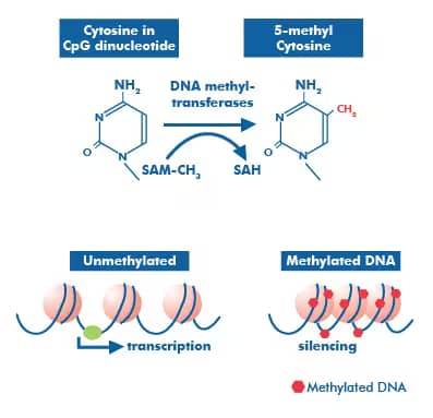 DNMTs target 5’ CpG cytosines for methylation