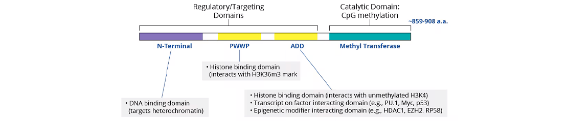 DNMT3 Protein Domains