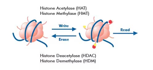 Histone modifying enzymes include writers, erasers and readers of covalent tags