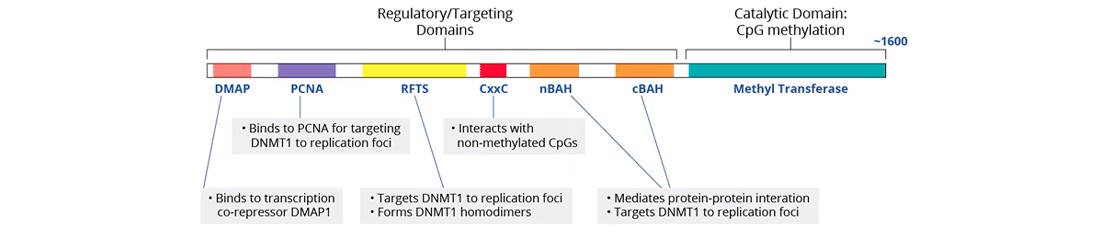 DNMT1 Protein Domains