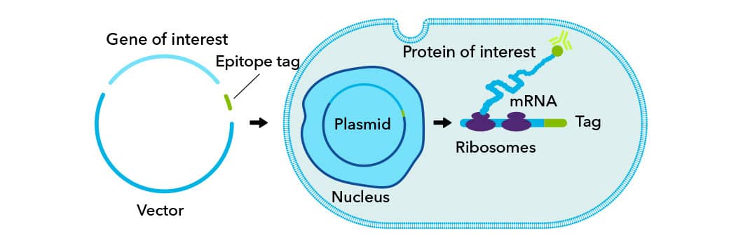 Epitope Tag Diagram