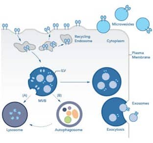 Illustration outlining the biogenesis of exosomes in cells 