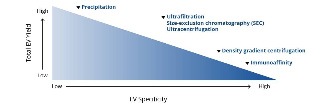 Schematic showing the key players of the ENS with the neuronal connections innervating the intestinal layers, the metabolites that are circulated to the CNS, and the proteins expressed by the vagus nerve and spinal cord.