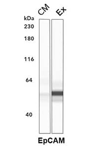 Simple Western lane view of exosomal fraction (Ex) of human colorectal adenocarcinoma cell line HT-29