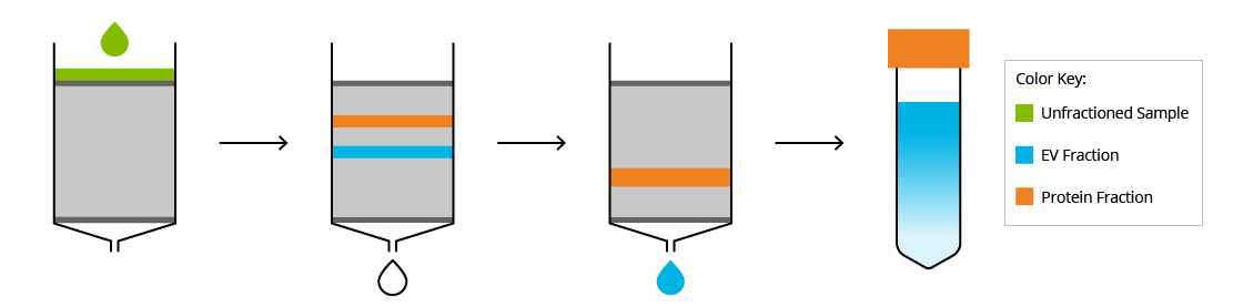 Illustration of exosome isolation by size exclusion chromatography. Image shows sample loading and different elution fractions for exosomes and circulating proteins.