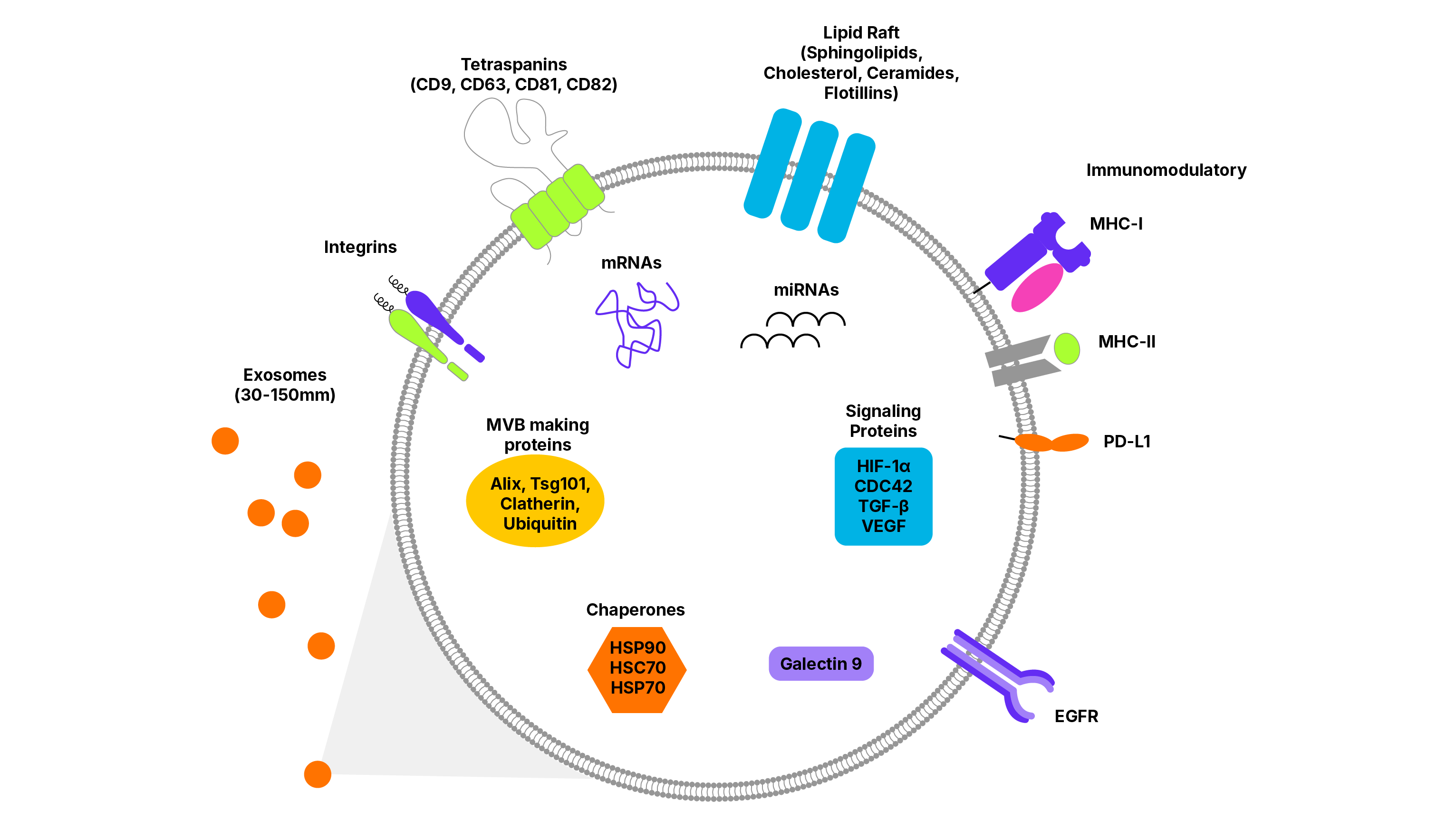 Exosome Surface Markers