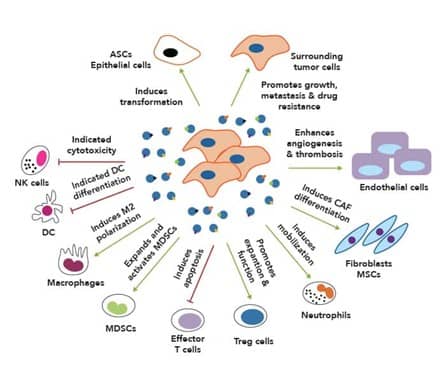 Illustration showing the many roles of exosomes in cancer disease progression