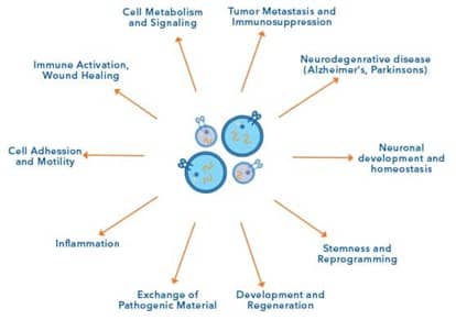 Image showing the multiple roles of exosomes and other extracellular vesicles