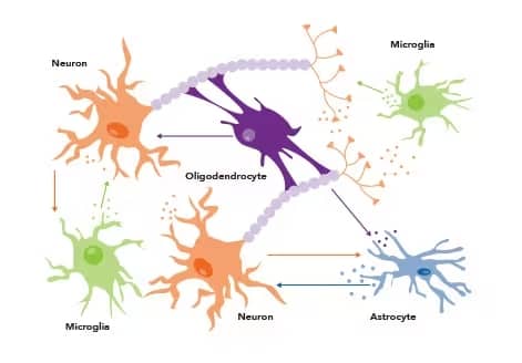 Illustration of extracellular vesicles (EVs) and different neural cell types 