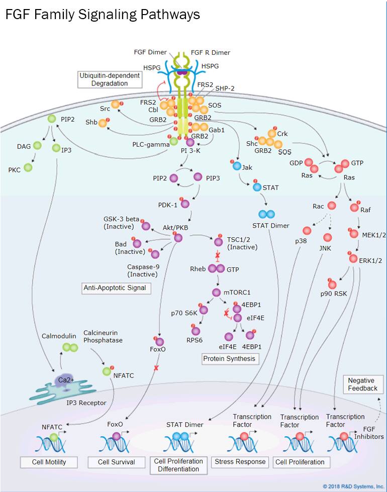 FGFs activate signaling pathways that regulate cell survival, proliferation, differentiation, and pattern formation.