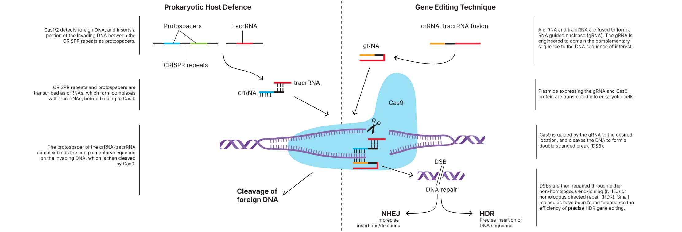 Schematic showing the CRISPR-Cas system as a prokaryotic host defense mechanism and as a gene editing technique